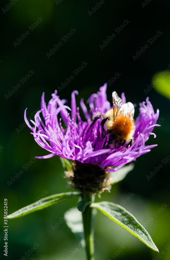 Close up a bee settled on top collecting pollen from a wild violet flower Close up a bee settled on top collecting pollen from a wild violet flower