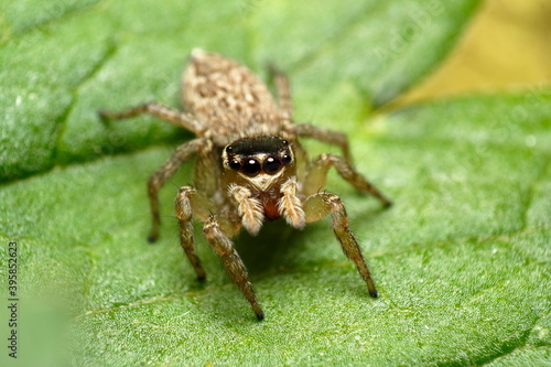 Jumping Spider (Salticidae sp.) face view