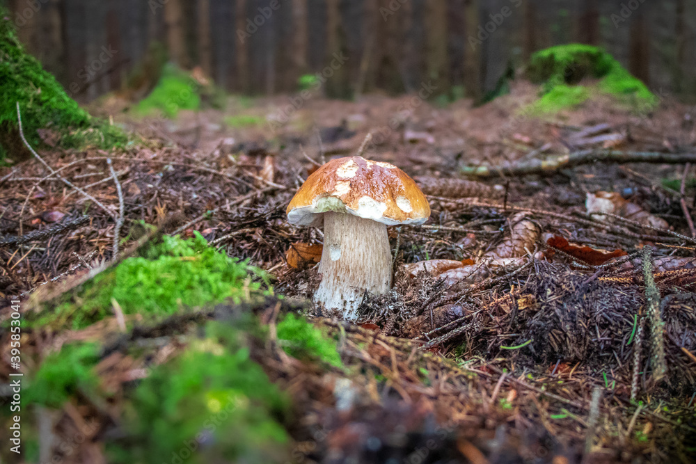 Boletus edulis (king bolete) mushroom growing in the woods Boletus edulis (king bolete) mushroom growing in the woods