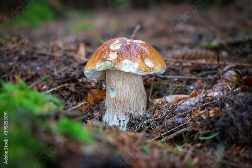 Boletus edulis (king bolete) mushroom growing in the woods