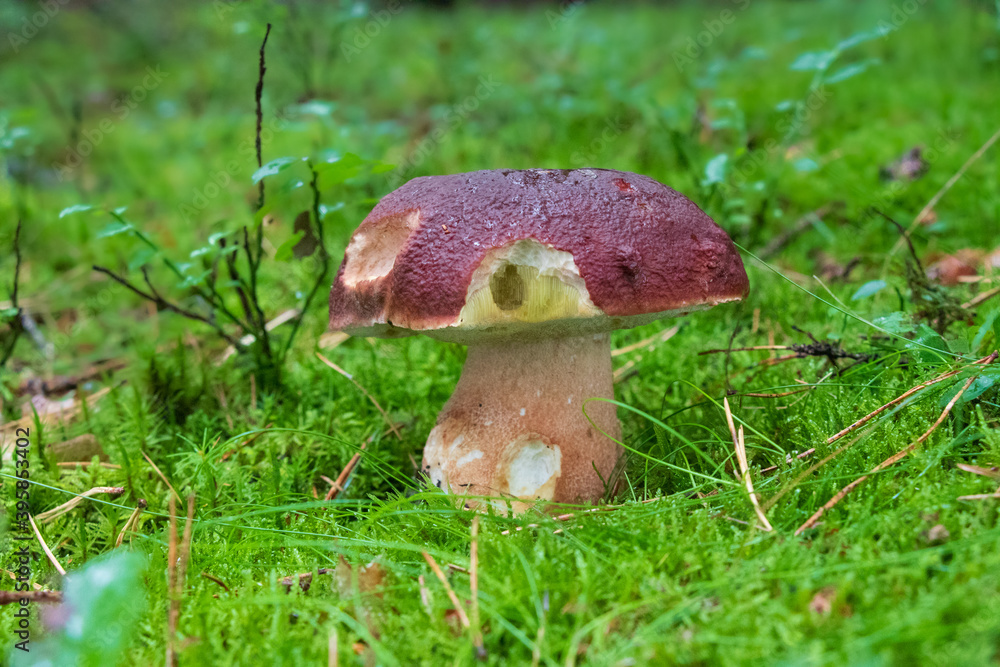 Bolete mushroom growing in moss Bolete mushroom growing in moss