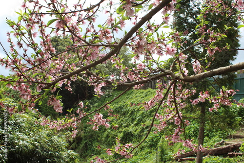 Wallpaper Mural Peach tree blossom Torontodigital.ca