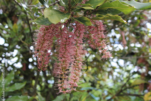 Fotografía Pink macadamia tree flowers
