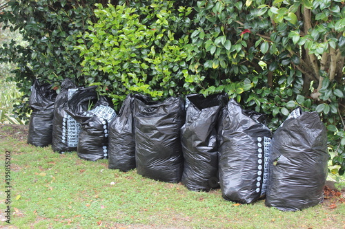 Eight full black rubbish sacks in front of camellia hedge