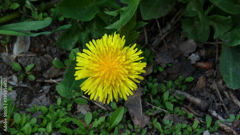 dandelion in the grass
