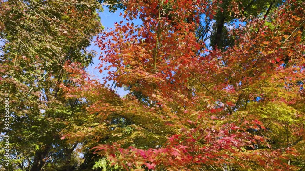 大阪城公園の紅葉 大阪城公園の紅葉