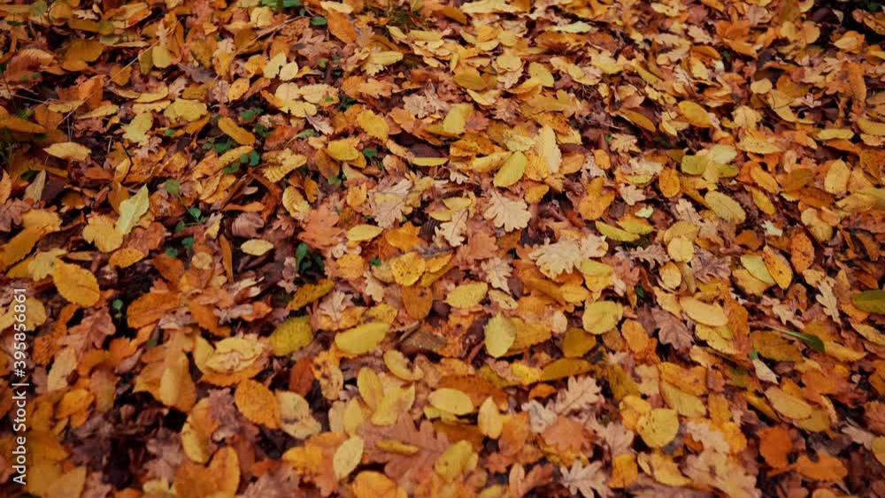 Autumn nature in the forest. Camera moving forward through falling orange leaves on ground. Gimbal shot, slow motion. Fall landscape Autumn nature in the forest. Camera moving forward through falling orange leaves on ground. Gimbal shot, slow motion. Fall landscape