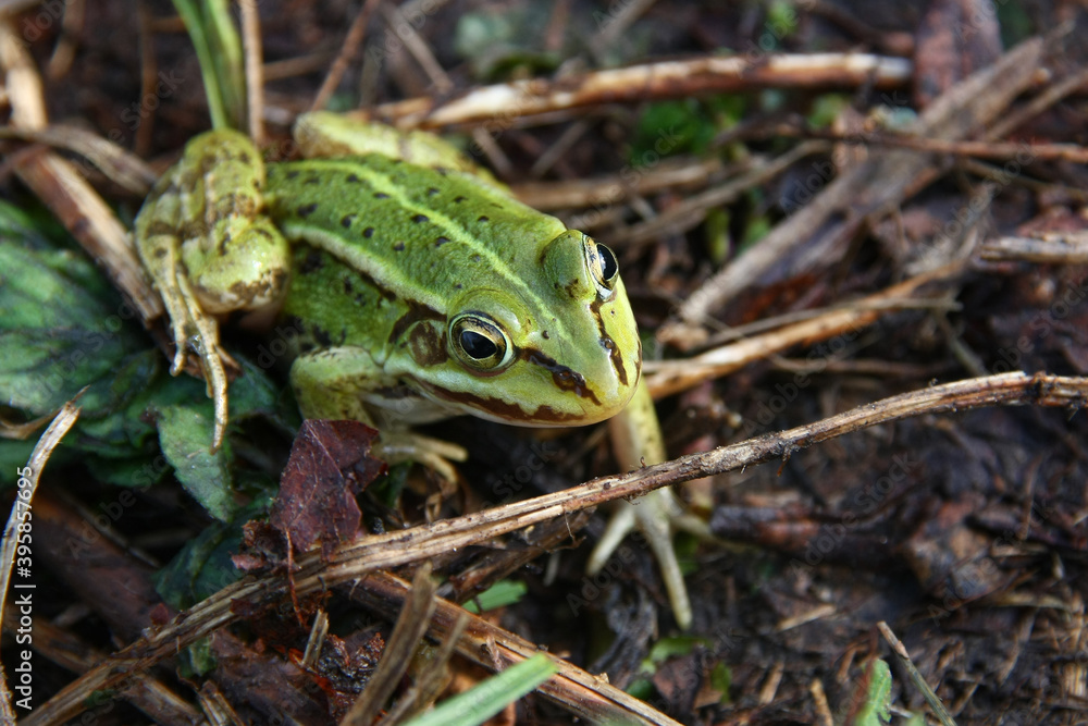 frog in the grass frog in the grass