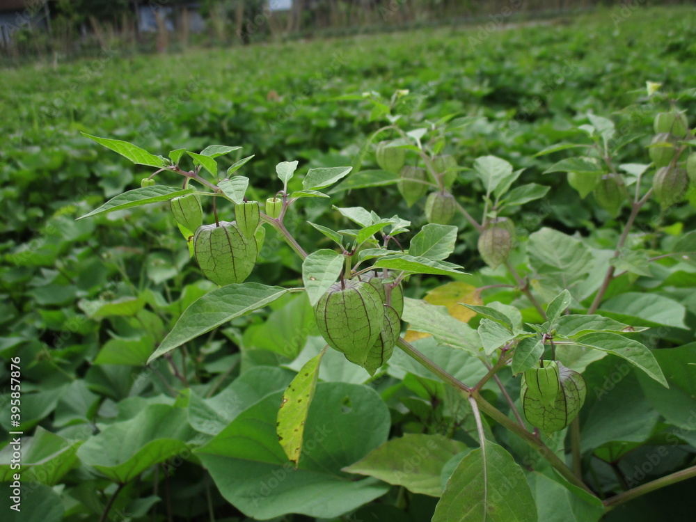 photo of sweet potato fields on farmland photo of sweet potato fields on farmland