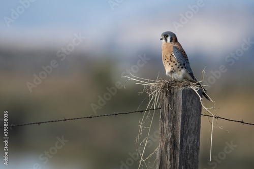 American Kestrel perched on wooden fence post with tufts of grass and barbed wire.