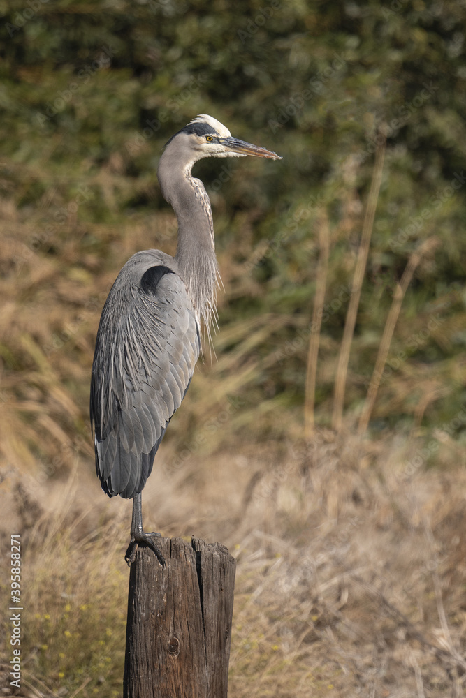 Fototapeta premium great blue heron perched on a old wooden post in marsh landscape in Northern California 