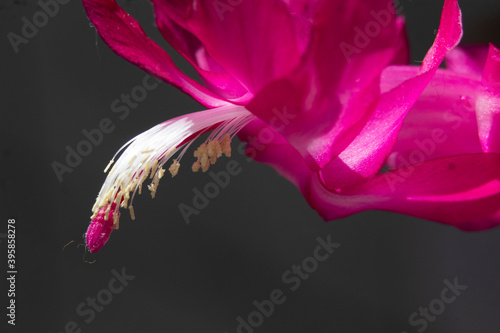 Linda flor rosa com polem photo