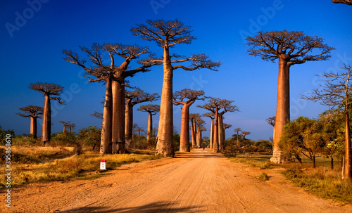 Photography Avenue of the baobabs