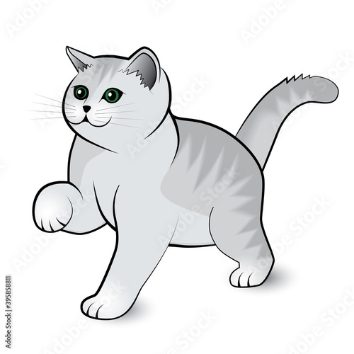 A little cute gray pet kitten