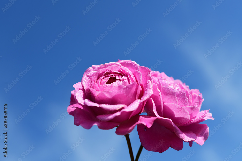 花弁数の多い紫がかった濃いピンクのバラ 香りよし 薔薇 青空 光 花イメージ素材 Stock 写真 Adobe Stock