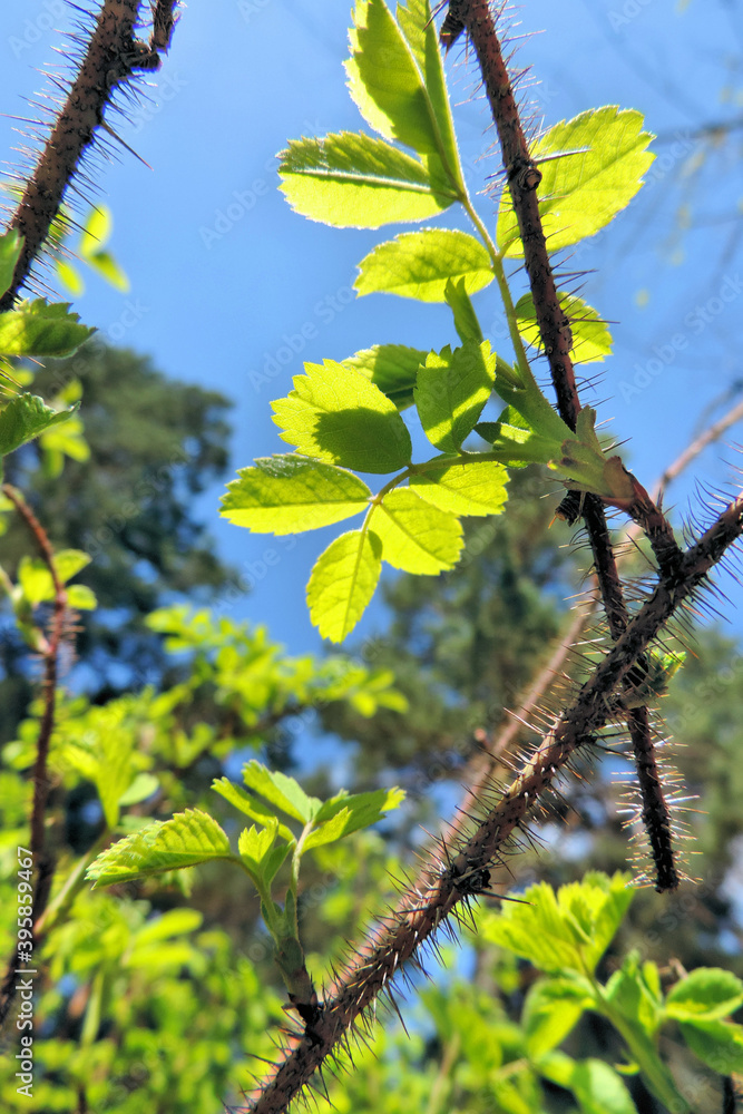 Obraz premium spring rose hips, dog-rose with fresh young foliage, leaves have just blossomed, thorny branches with thorns, bottom view against the background of a blue spring sky