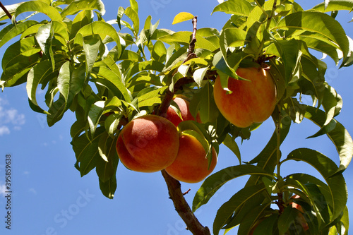 Ripe juicy peaches growing in an orchard in Palisade, Colorado. One of the best places for peaches in all of Colorado.