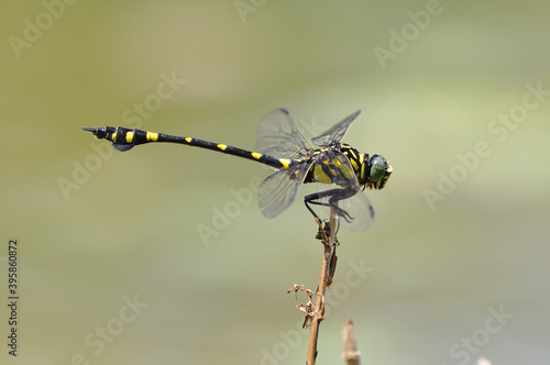 A dragonfly (Ictinogomphus rapax) stops on dead branch 