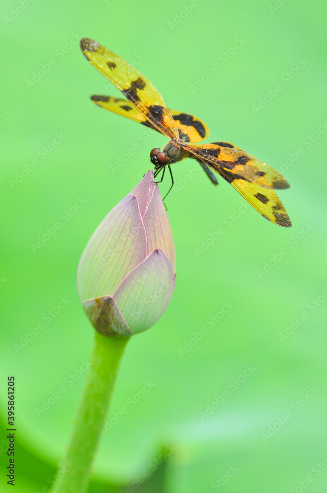 Obraz premium A dragonfly(Rhyothemis variegata arria) perchs on leaf in the sun.