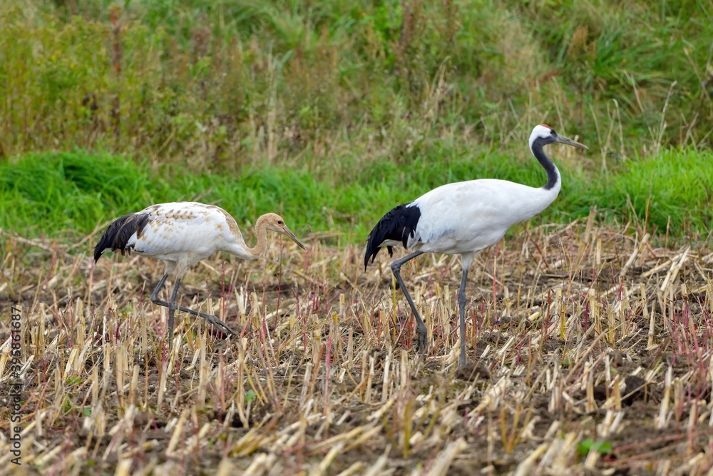 Obraz premium 親鳥の後をついて餌を探すタンチョウヅルの幼鳥@北海道