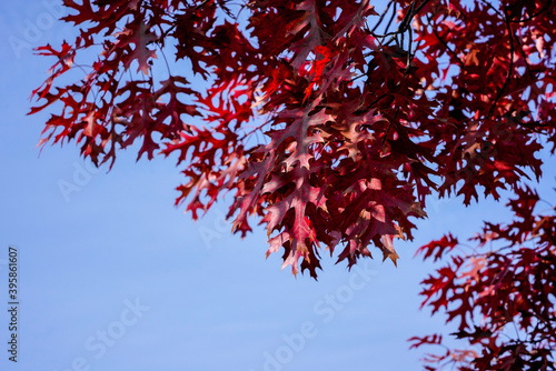 Fall season maple leaf color change