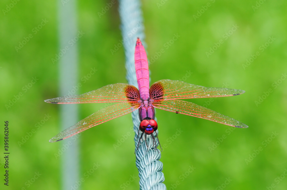 Close-up of a dragonfly (Trithemis aurora) on a rope
Close-up of a dragonfly (Trithemis aurora) on a rope