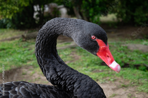 black swan portrait