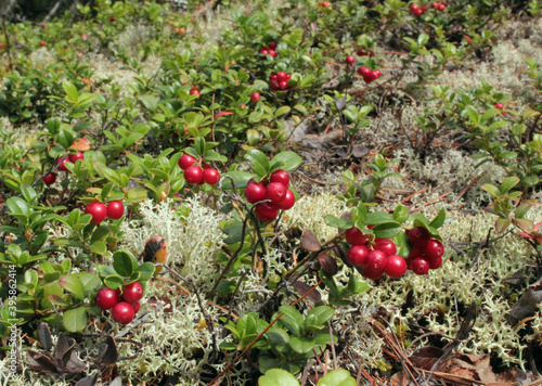 A bunch of wild cranberries in the moss