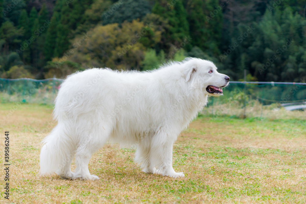 グレートピレニーズ 大型犬 白犬 グレートピレニーズ 大型犬 白犬