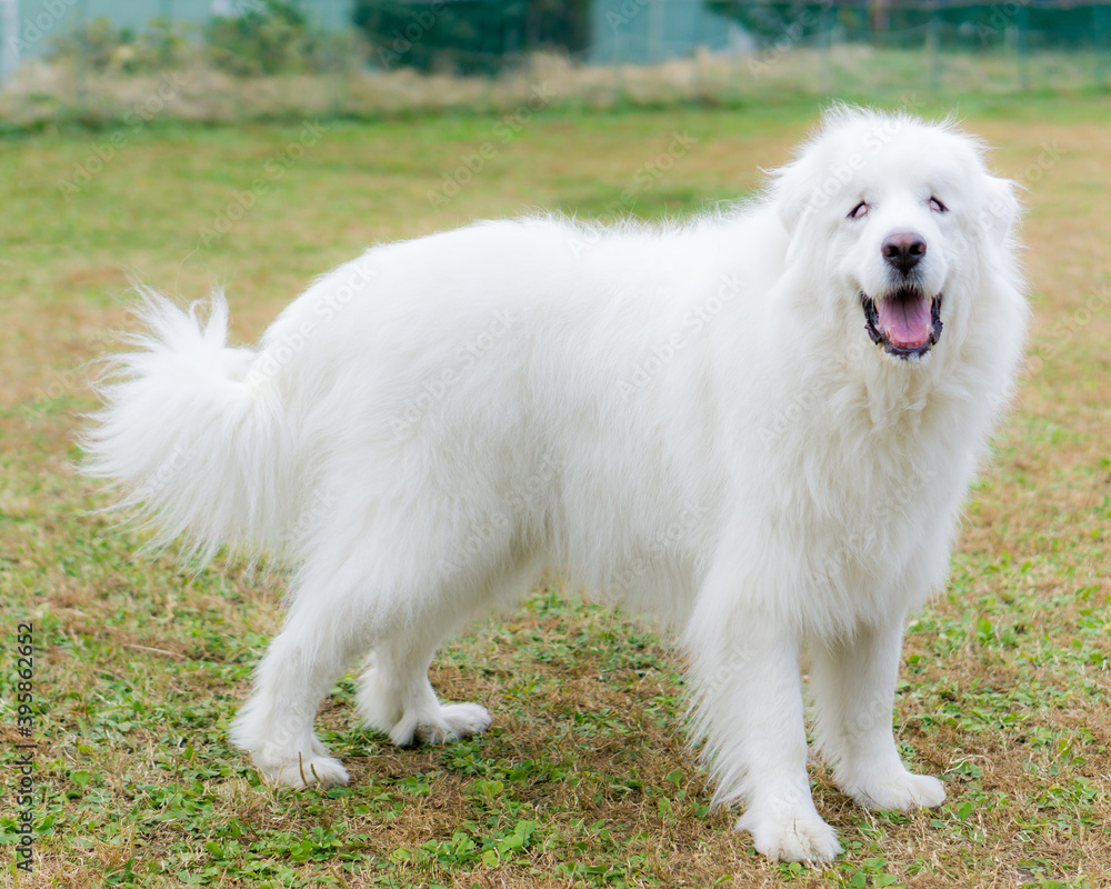 グレートピレニーズ　大型犬　白犬