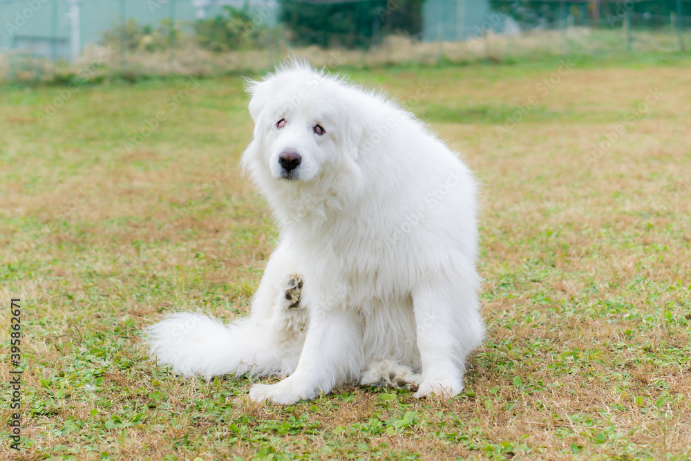 グレートピレニーズ　大型犬　白犬