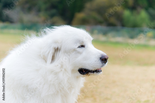 グレートピレニーズ　大型犬　白犬