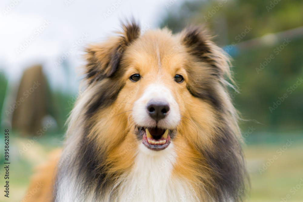 ラフコリー シェルティー シェットランドシープドッグ 犬 牧羊犬 ラフコリー シェルティー シェットランドシープドッグ 犬 牧羊犬