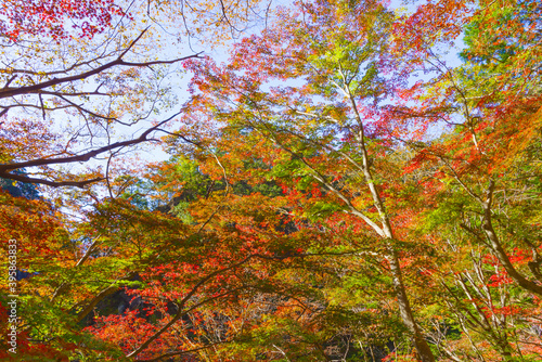 Wallpaper Mural 美しい紅葉 Torontodigital.ca