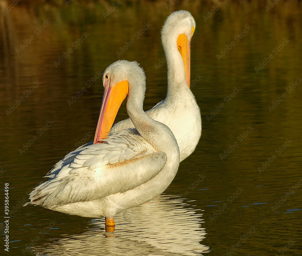 Pelicans bathing and preening at sunset Pelicans bathing and preening at sunset