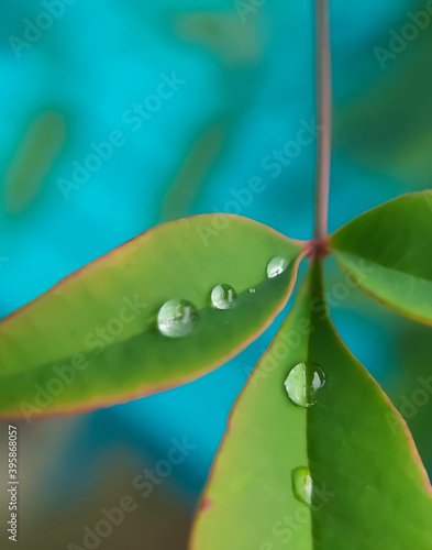 Raindrops on a leaf photo