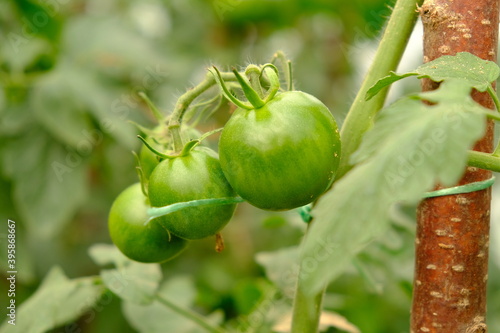 unripe green tomatoes grow in a greenhouse close-up, tomatoes ripen on a branch, homemade food from the garden