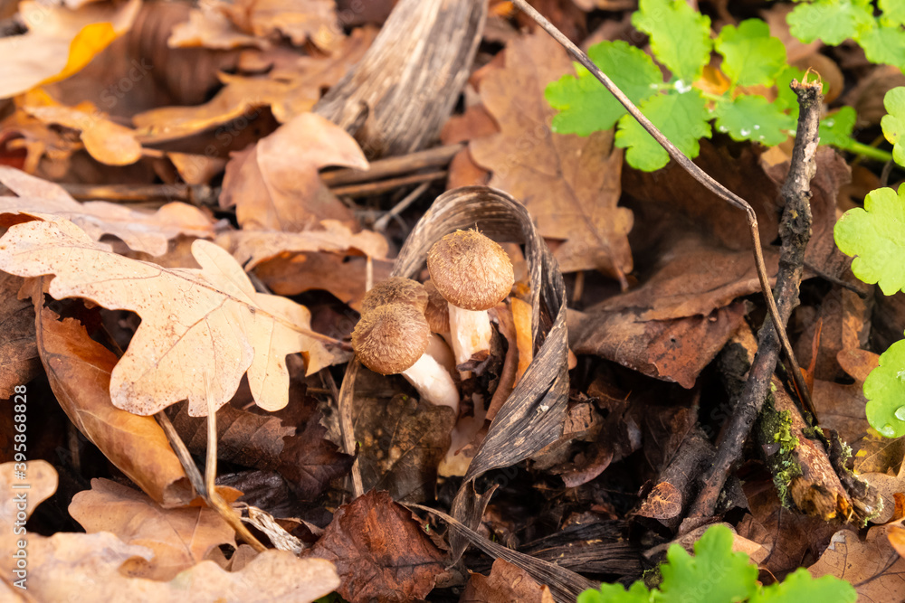 small edible forest mushrooms, honey mushrooms.