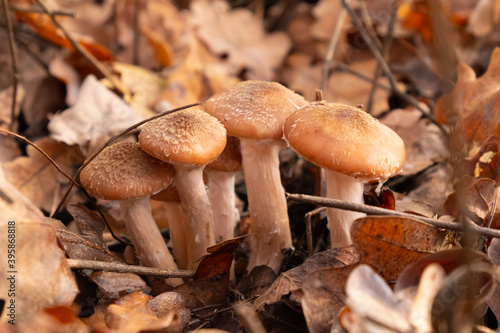 family of small young mushrooms in autumn forest. honey mushrooms in yellow leafs close-up