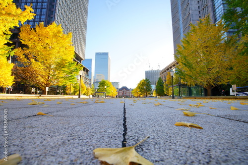 東京駅丸の内オフィスビル紅葉