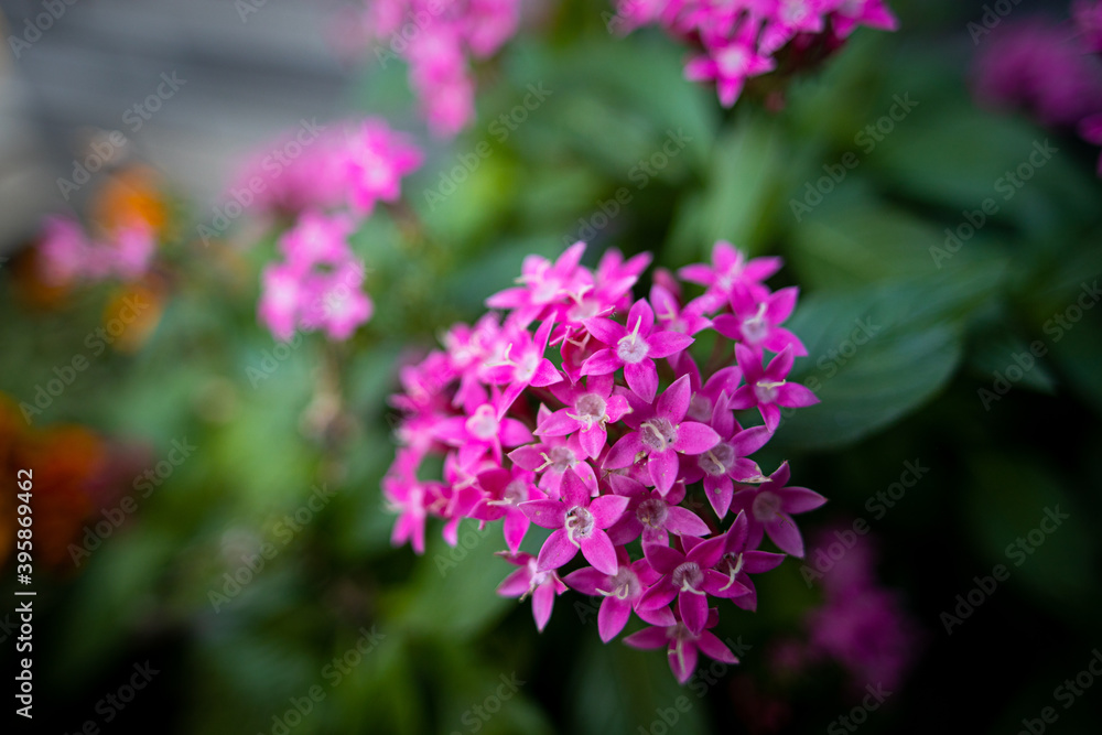 秋の植物 秋の植物