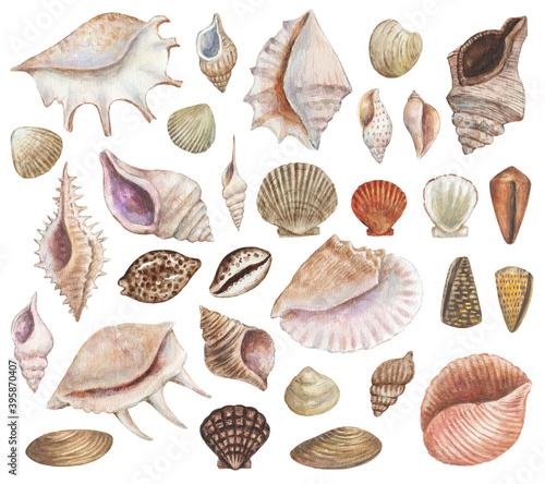 Big set of watercolor painted sea shells. Seafood and sea life design decoration elements for menu, travel, education 