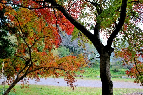 秋 紅葉 もみじ 風景 きれい