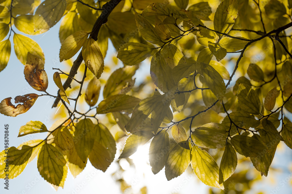 yellow leaves yellow leaves