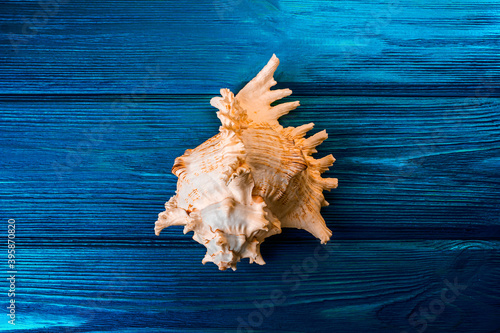 beautiful seashell on the background of blue old wooden boards photo