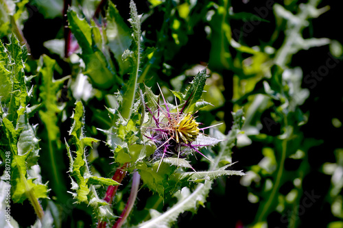 Flowers of St. Benedict's herb, lovely thistle, holy thistle or blessed thistle - Cnicus benedictus in summer, Bavaria, Germany