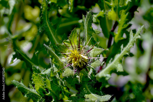 Flowers of St. Benedict's herb, lovely thistle, holy thistle or blessed thistle - Cnicus benedictus in summer, Bavaria, Germany