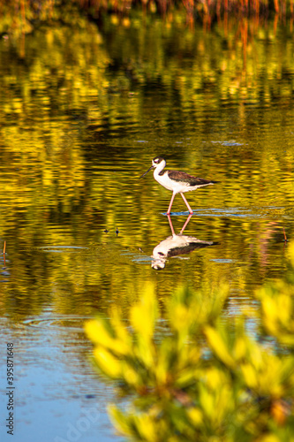 Canvas Print Ave caminando