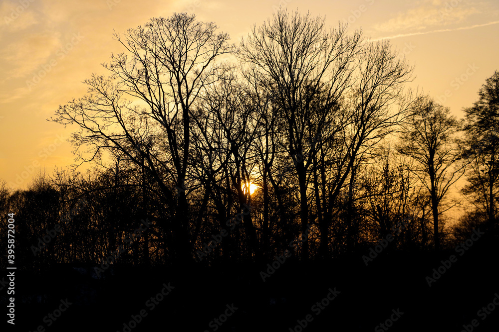Bright sunset against the background of dark trees.