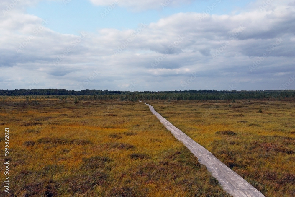 Aerial photo over a yellow young swamp with a wooden path for walking.